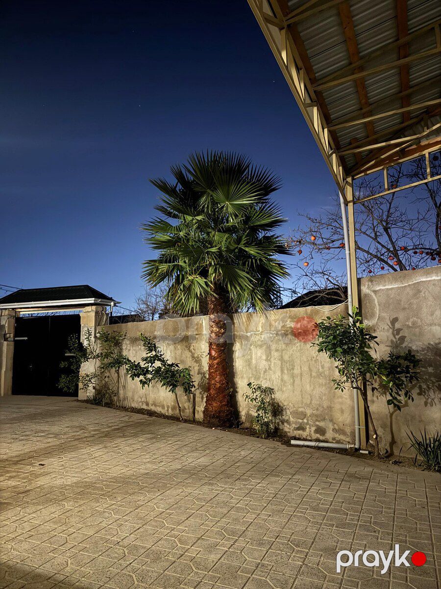 Palma ağacları — Bitkilər, Masallı (8)