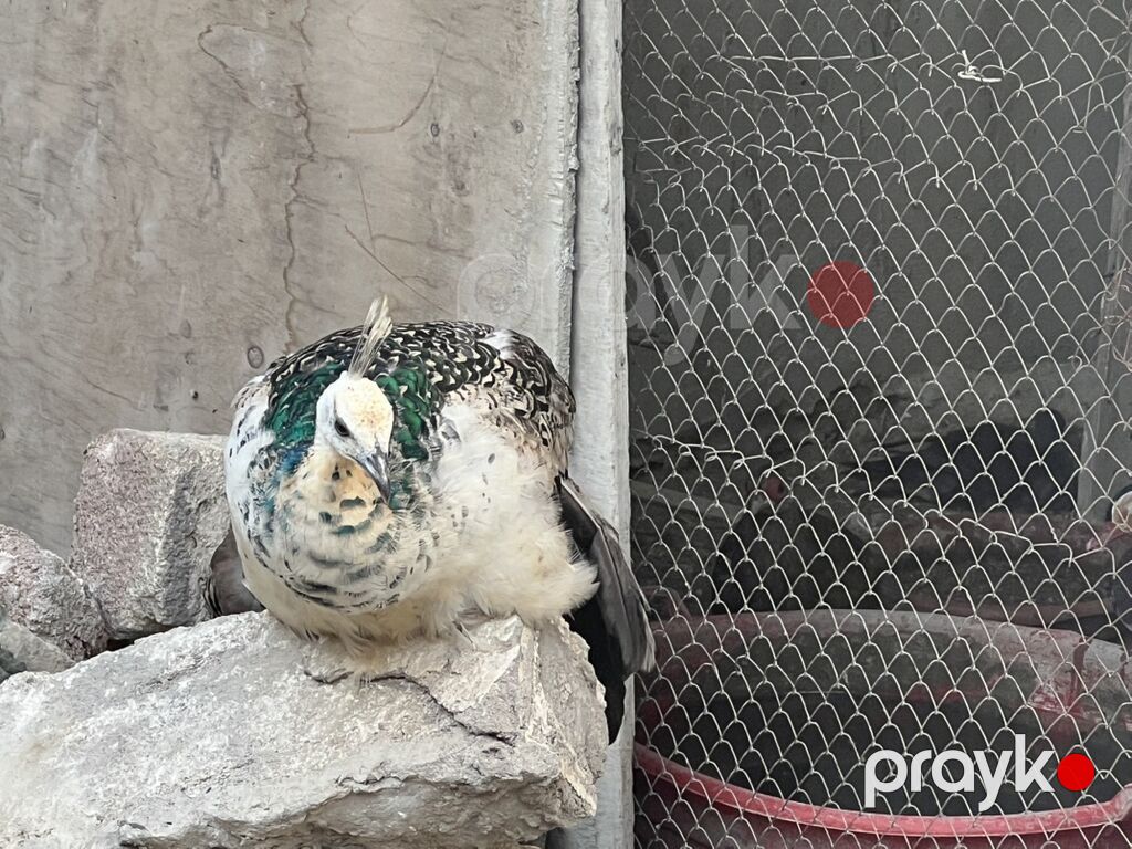 Tovuz quşları satılır — Digərləri, Bakı (2)