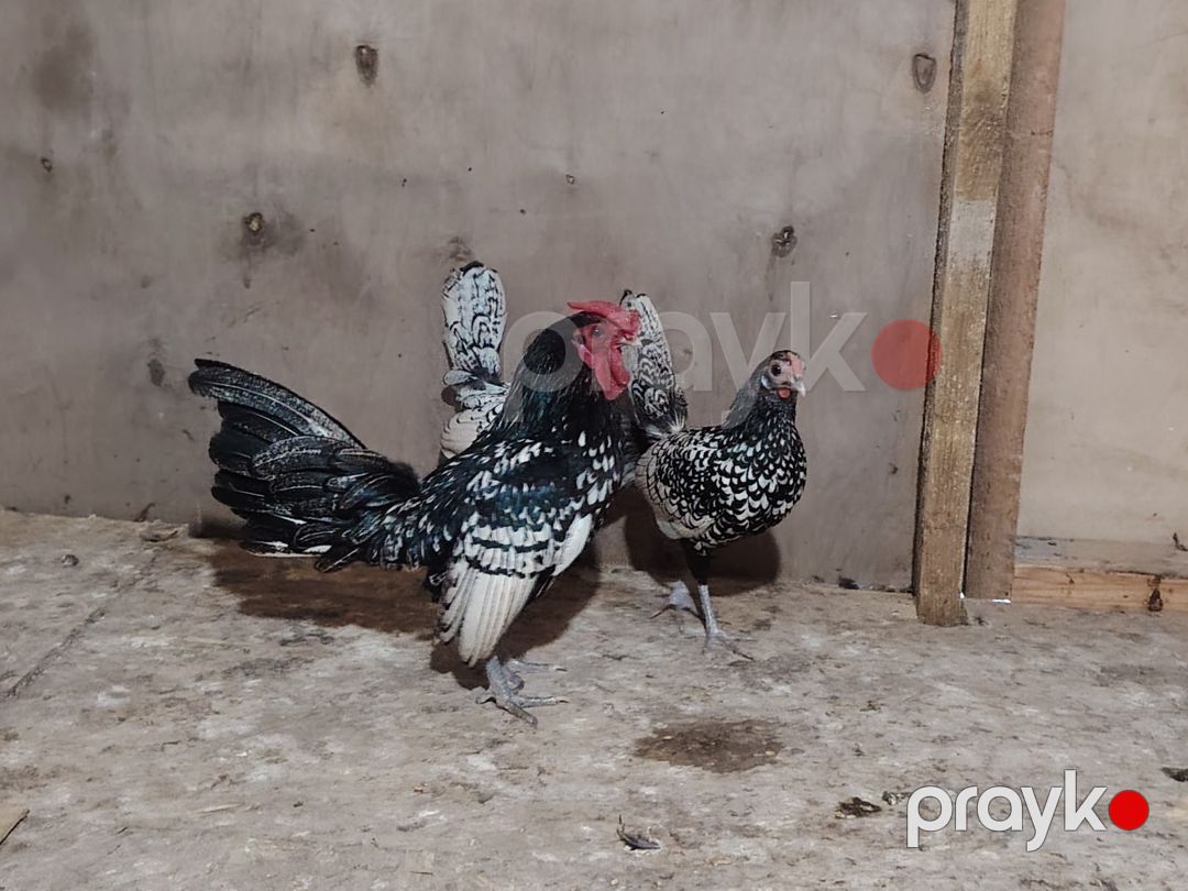 Sibrayt toyuqlar — Quşlar, Bakı (3)