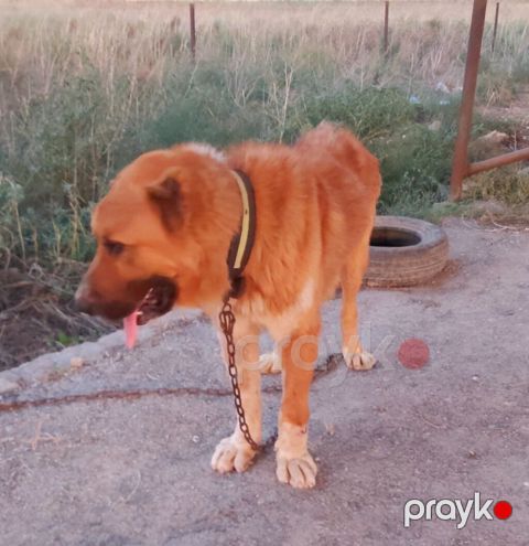 Erkek 2 yaw boy 80 qoyun quzuya deymir unvan baki — Digah