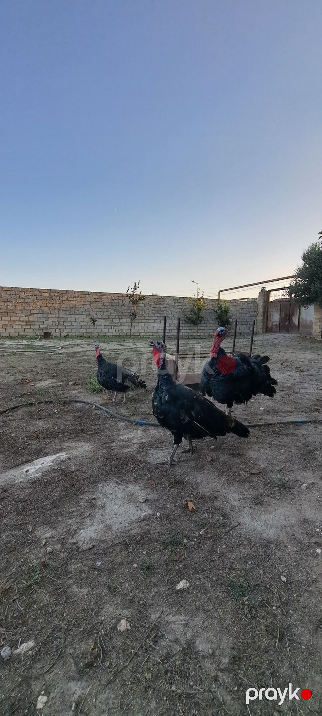 Erkək, Amerika, Damazlıq, Ünvandan götürmə — Digərləri, Digah (3)