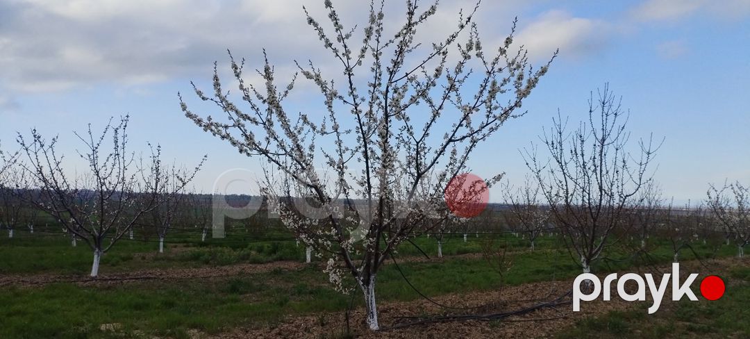 400 sot torpaq sahəsi, Şabran r — Torpaq, Şabran (2)
