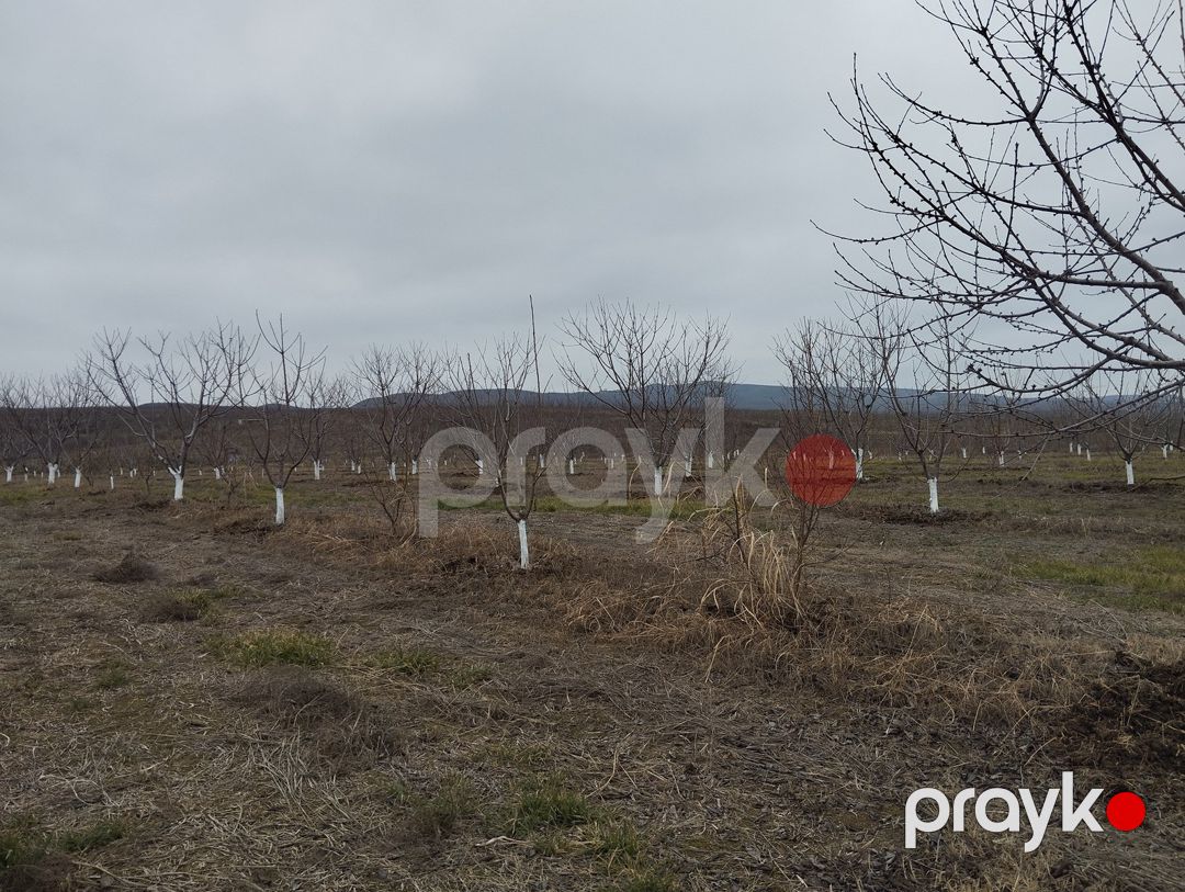 400 sot torpaq sahəsi, Şabran r — Torpaq, Şabran (11)