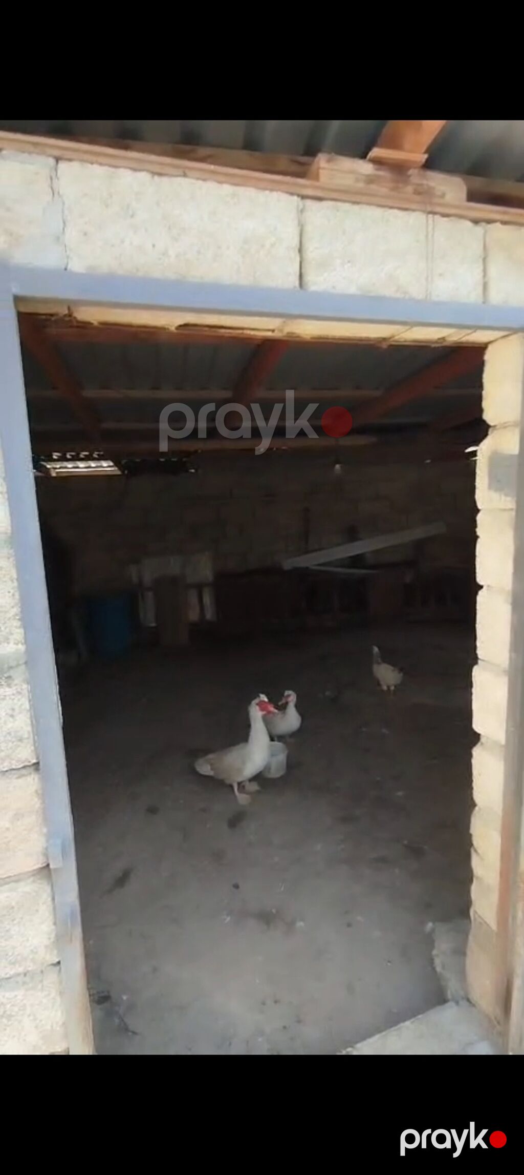 ev satılır Biləsuvar rayon Bəydili kəndində Tam təmirli — Ev, villa, Biləsuvar (5)