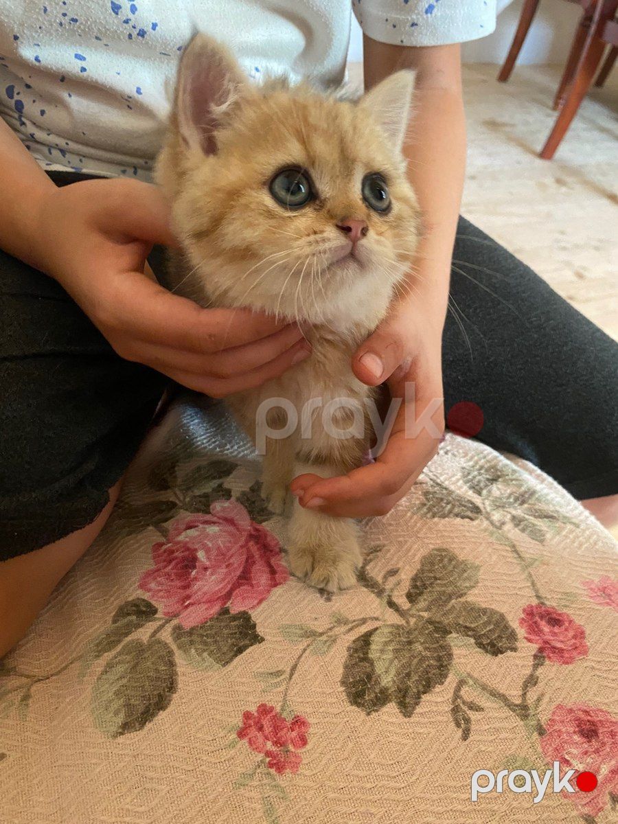 British Longhair pişiyi — Pişiklər, Bakı (2)