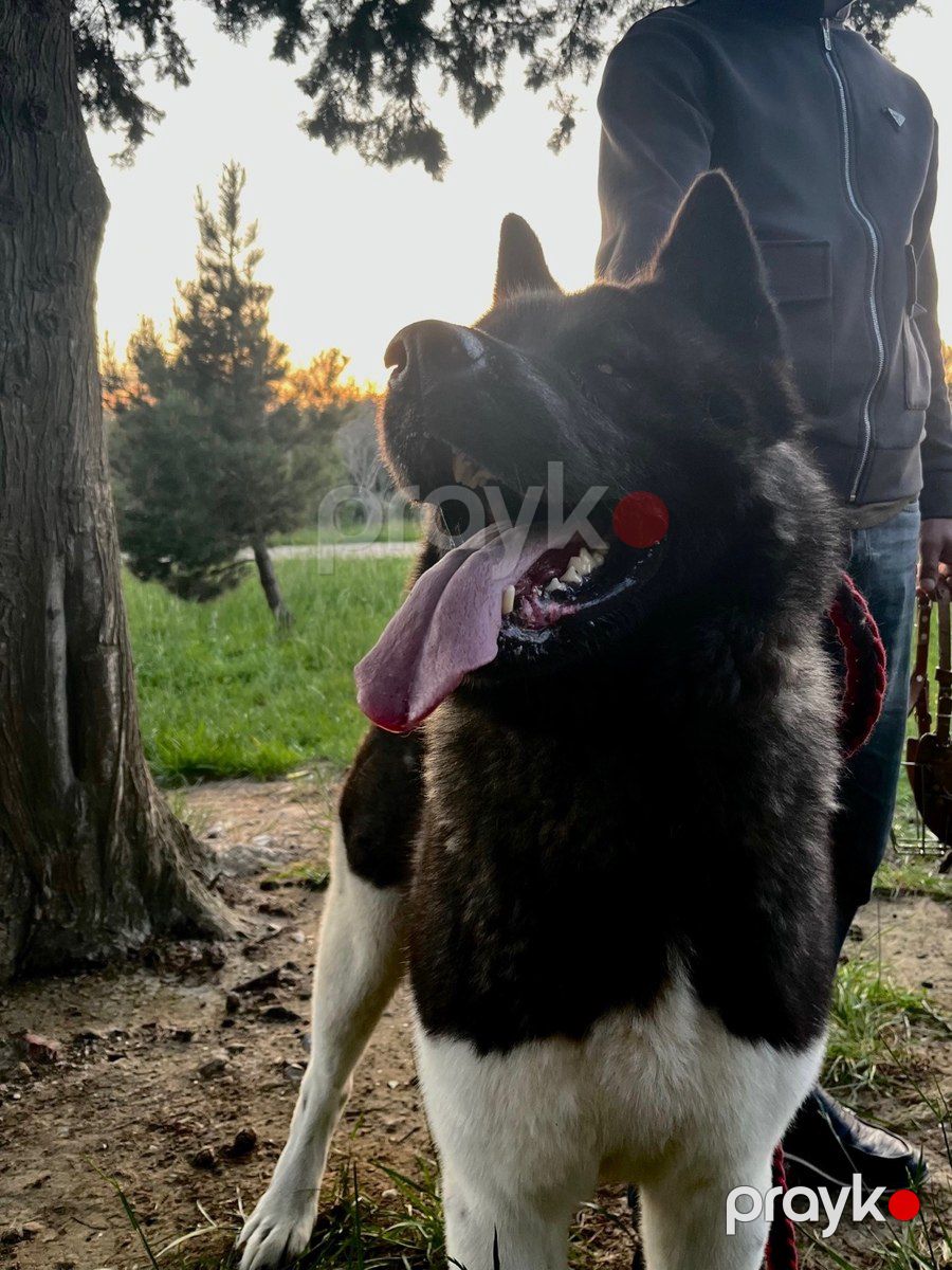 Akita-inu — Köpəklər, Bakı (7)