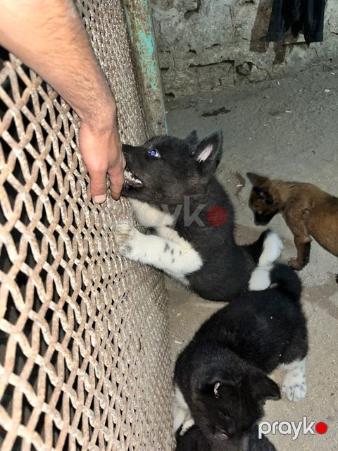Akita-inu — Bakı