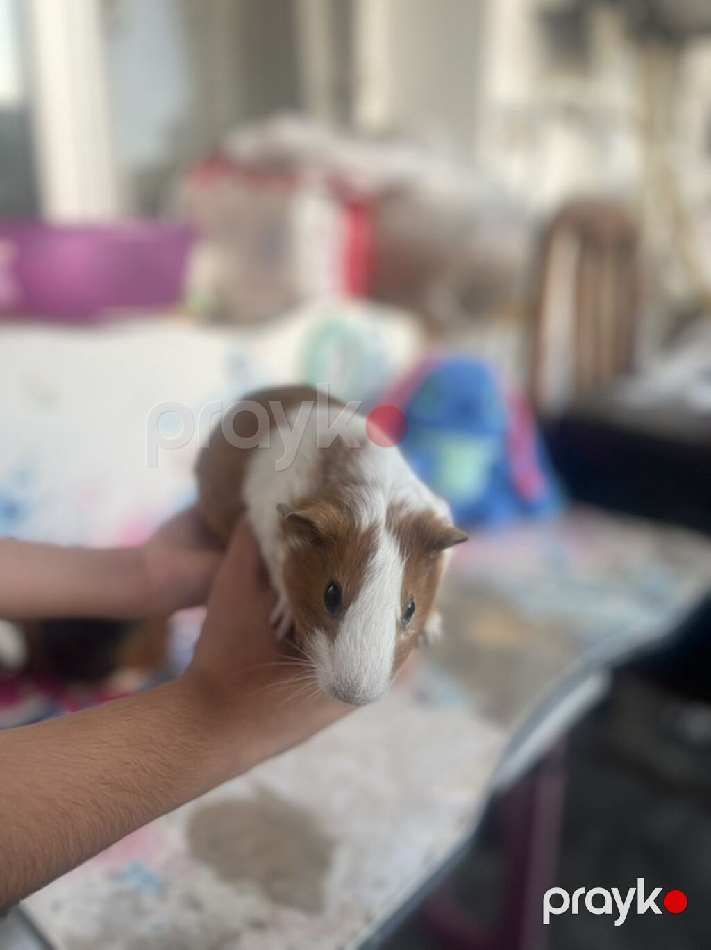 Deniz donuzcugu morskaya svinka) (guinea pig) - Növ: Kobay (guinea — Kəmiçilər, Bakı (4)