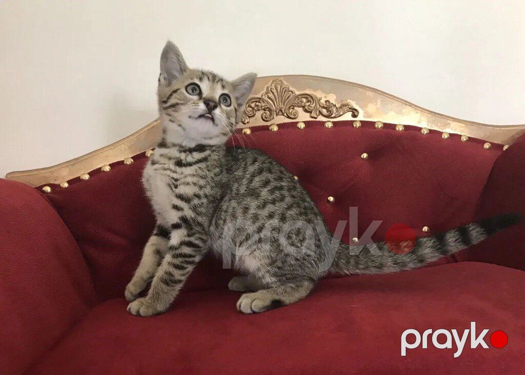 Египетская мау — Pişiklər, Bakı (11)