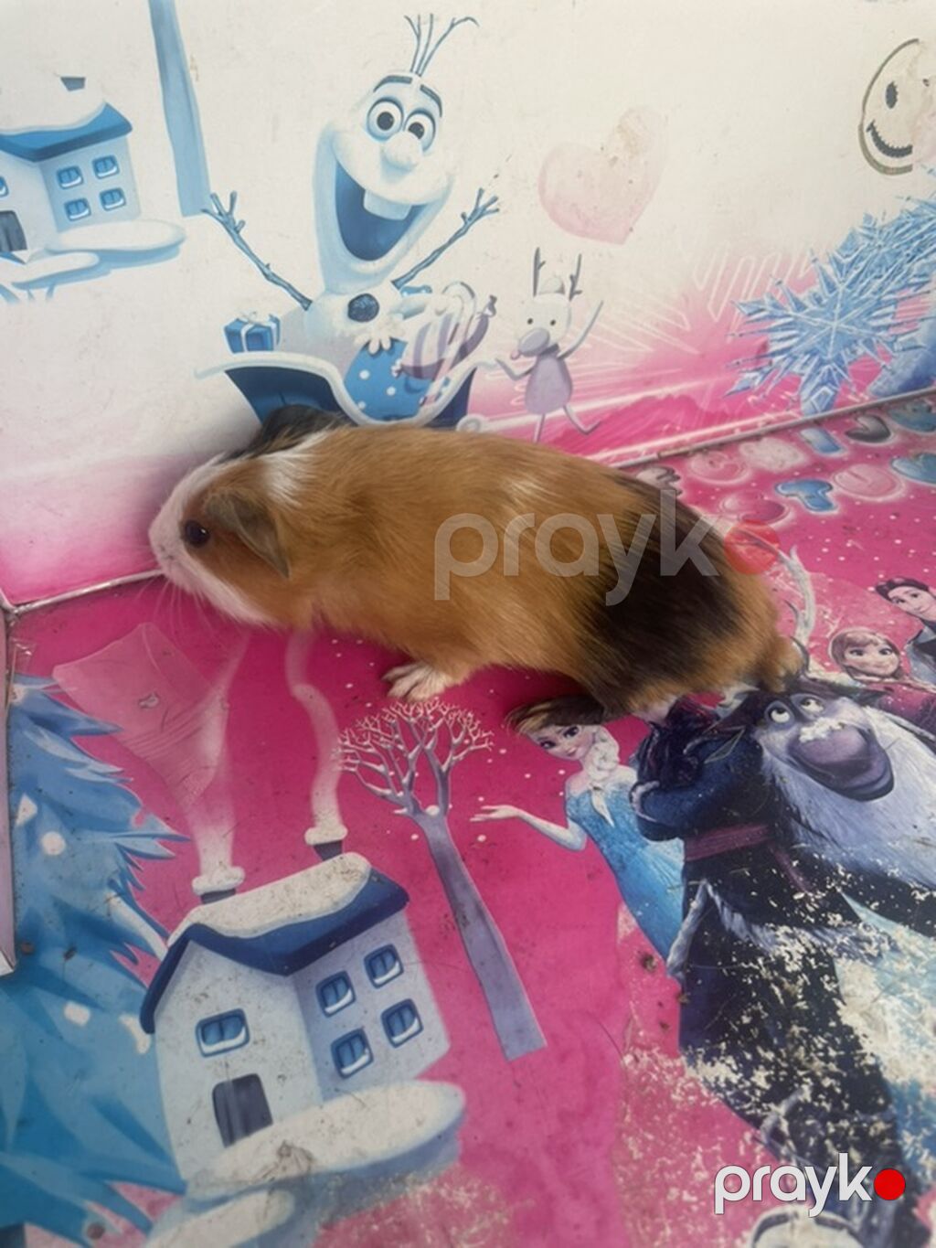 Deniz donuzcugu morskaya svinka) (guinea pig) - Növ: Kobay (guinea — Kəmiçilər, Bakı (8)