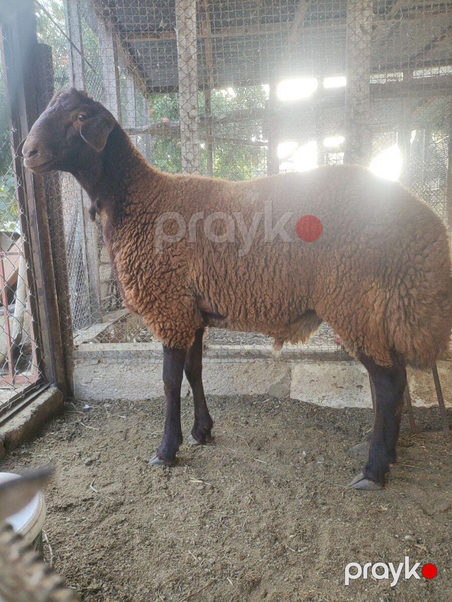 Qala toğlusu — Kənd təsərrüfatı heyvanları, Bakı (2)