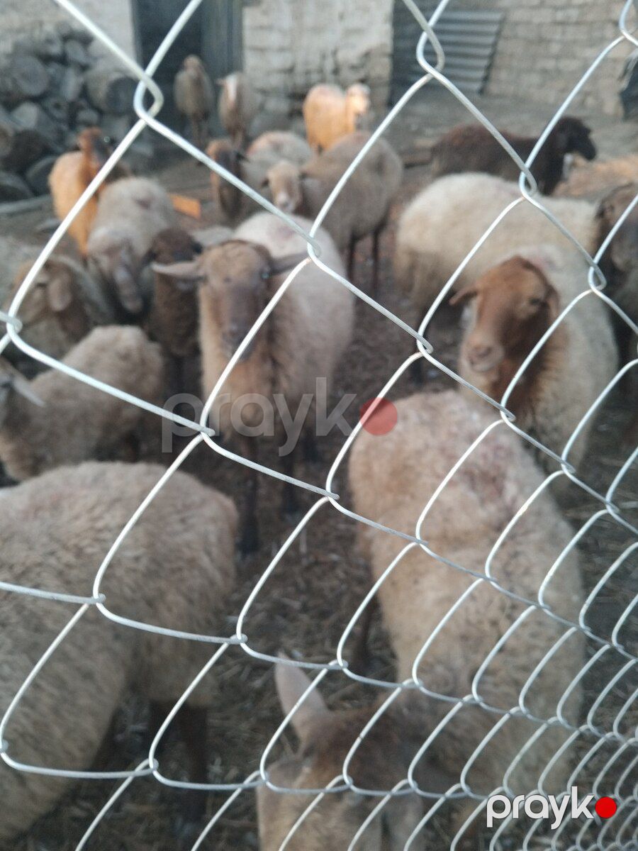 Qoyunlar — Kənd təsərrüfatı heyvanları, Bakı (3)
