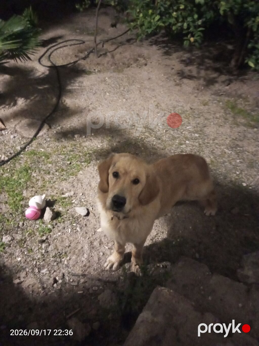 Retriever — Köpəklər, Digah (3)