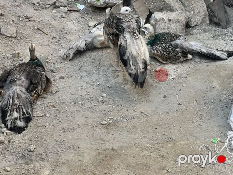 Tovuz quşları satılır — Bakı
