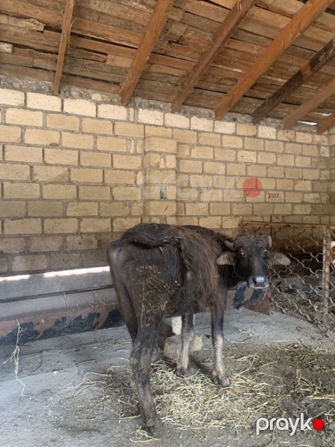 Mal-qaranın növü: camış balası (dana) Təsvir: - Qara rəngli, qısa — Goranboy