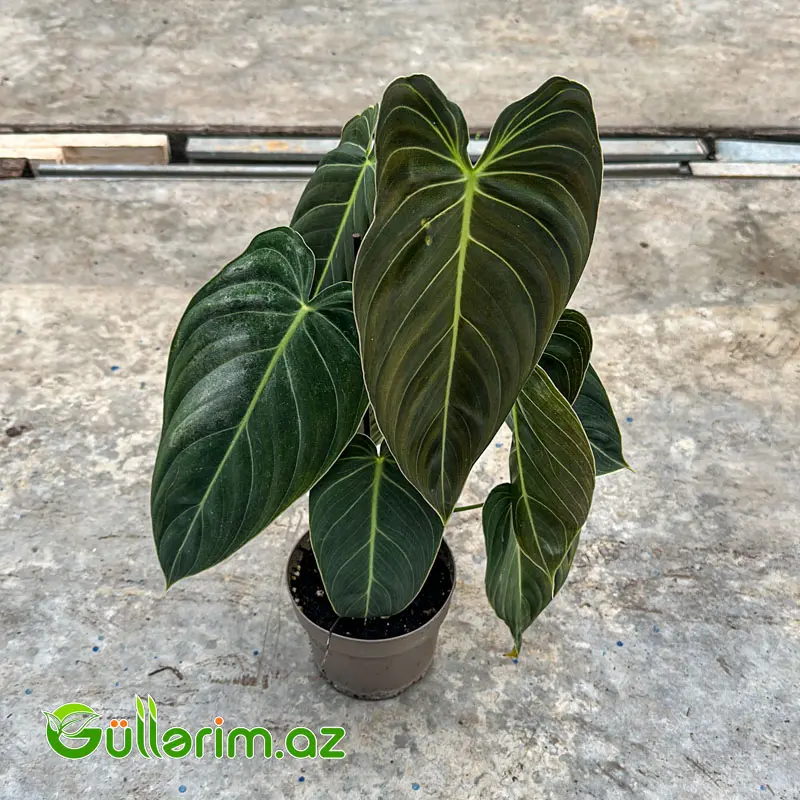 Filodendron Melanochrysum / Məxməri Filodendron — Bakı