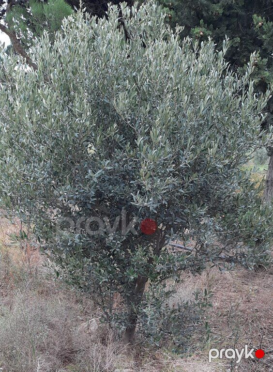 Zeytun ağacı — Bitkilər, Bakı (4)