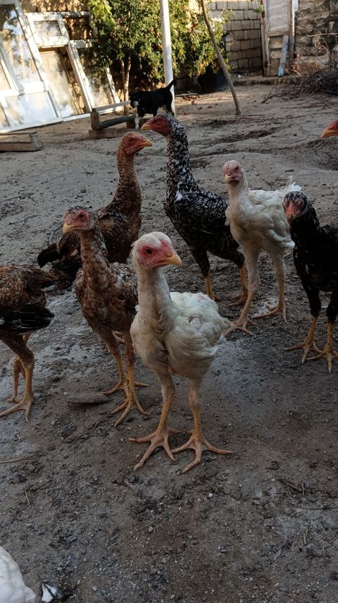 Toyuq cücələri, Damazlıq, Ünvandan götürmə — Saray