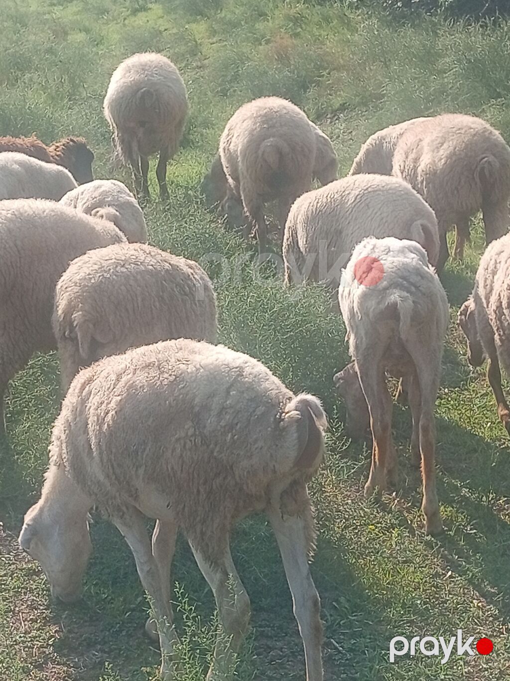 42 quzu — Kənd təsərrüfatı heyvanları, Bakı (2)