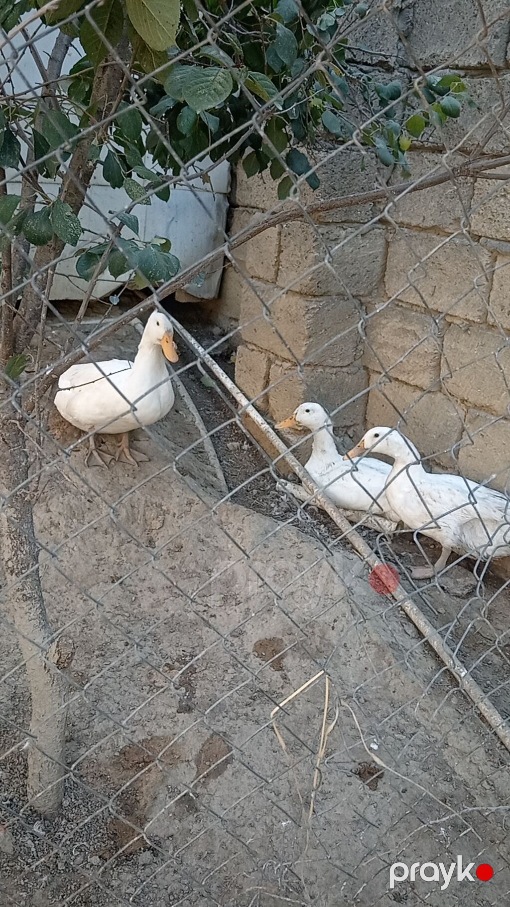 Sesdi ördey 3 ü 40 m — Digərləri, Saray (3)