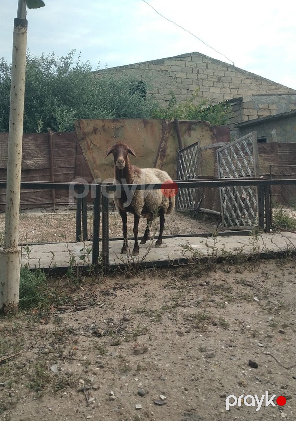 Dişi, Qala, il: 2, 55 kq, Damazlıq, Südlük, Ətlik, Ünvandan götürmə — Kənd təsərrüfatı heyvanları, Bakı (4)
