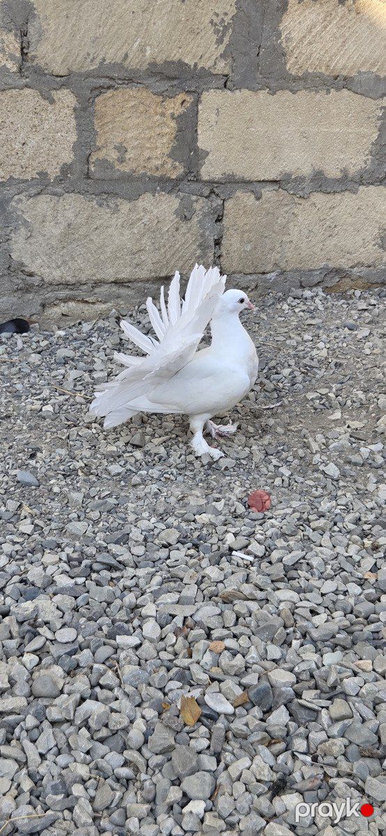 Quşlar — Quşlar, Sumqayıt (7)