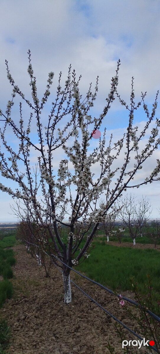 400 sot torpaq sahəsi, Şabran r — Torpaq, Şabran (6)