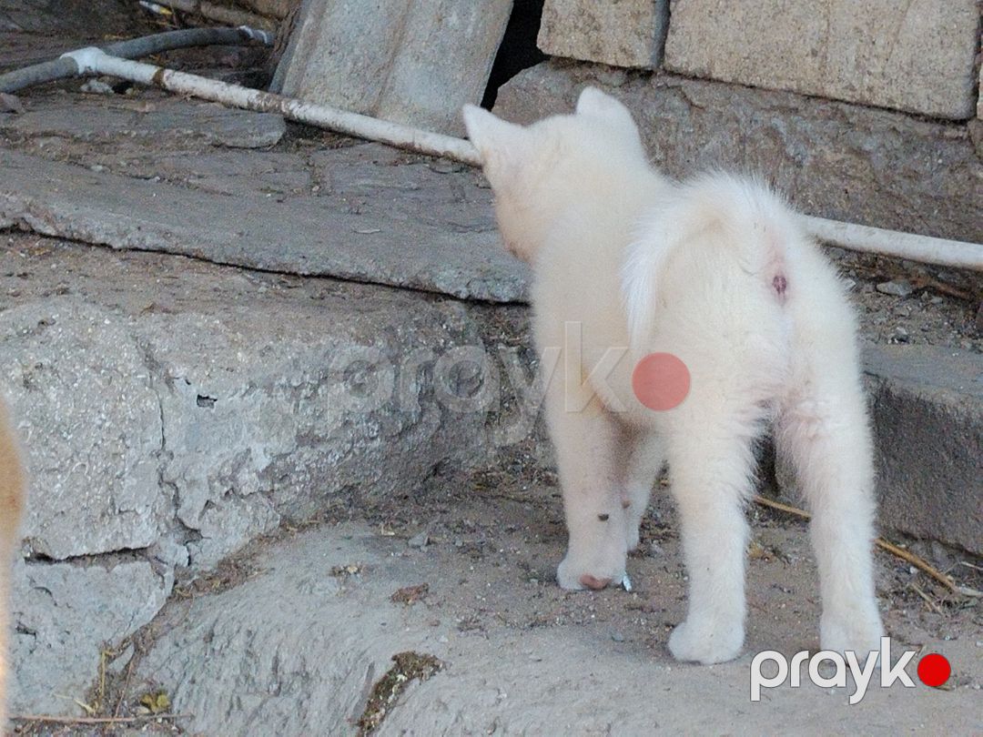 Akita-inu balaları — Köpəklər, Bakı (5)