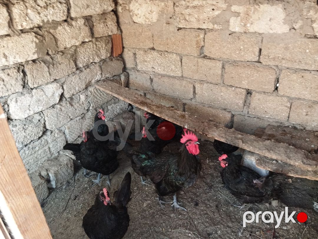 Avstralorp xoruz və fərələr — Quşlar, Bakı (2)