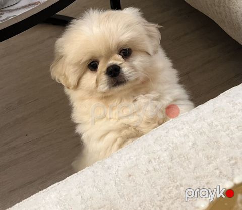 Pekines — Sumqayıt