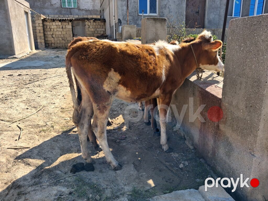 Dana, buzov, Dişi, ay: 6, Damazlıq — Kənd təsərrüfatı heyvanları, Xırdalan (6)