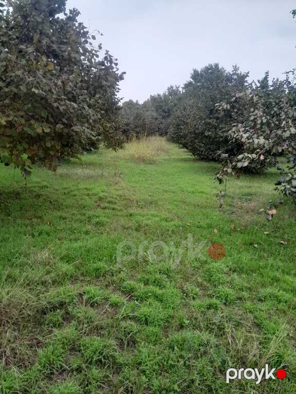 Satılır torpaq 40 sot — Torpaq, Qəbələ (5)