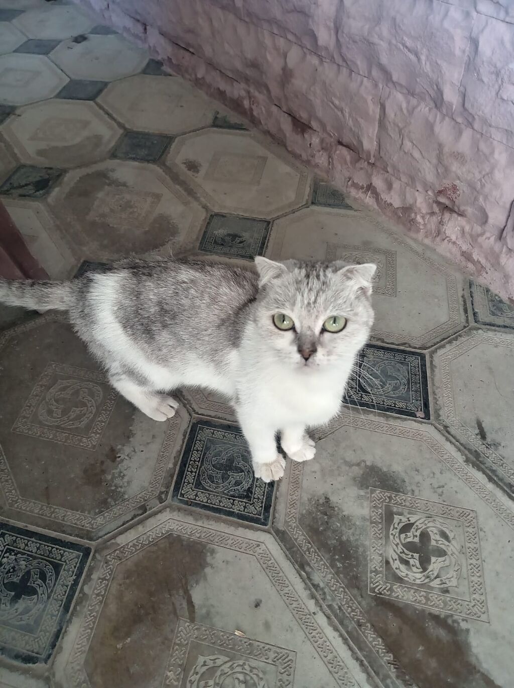 Boz-ağ rəngli ev pişiyi - Növ: ev pişiyi - Rəng: gümüşü-boz üst — Pişiklər, Digah (3)