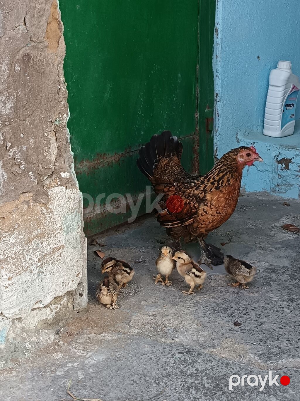 Toyuq, Damazlıq — Toyuq və xoruz, Mehdiabad (5)