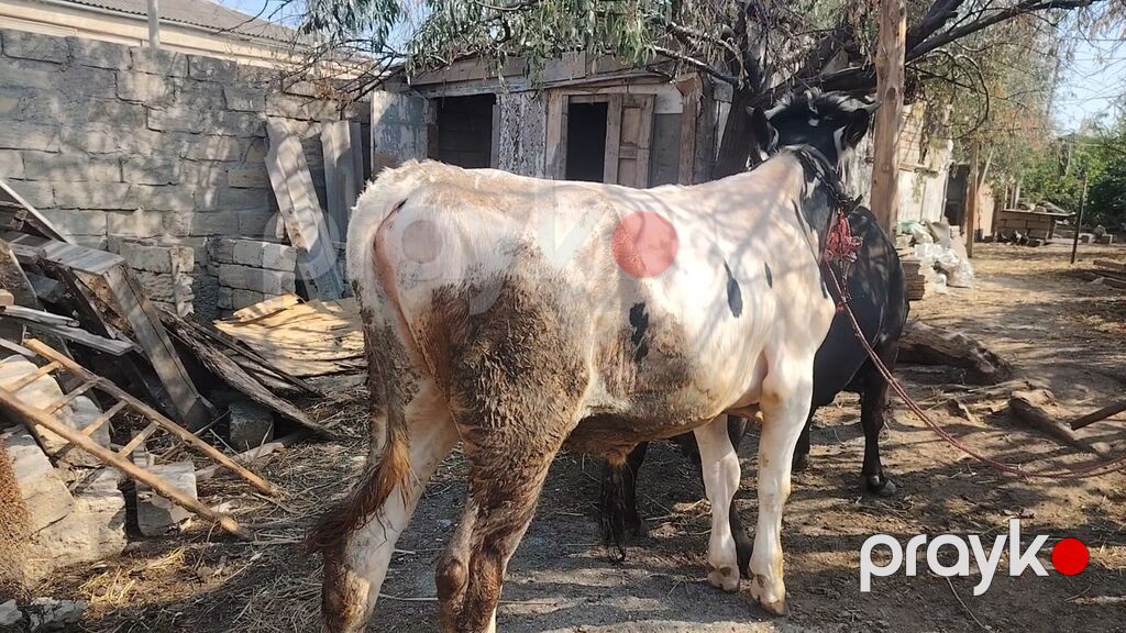 Salam Holisteyn - Firz cinsidir satılır — Kənd təsərrüfatı heyvanları, Saray (3)