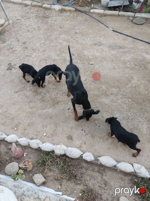Doberman balaları — Bakı