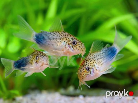Koridoras Similis — Bakı