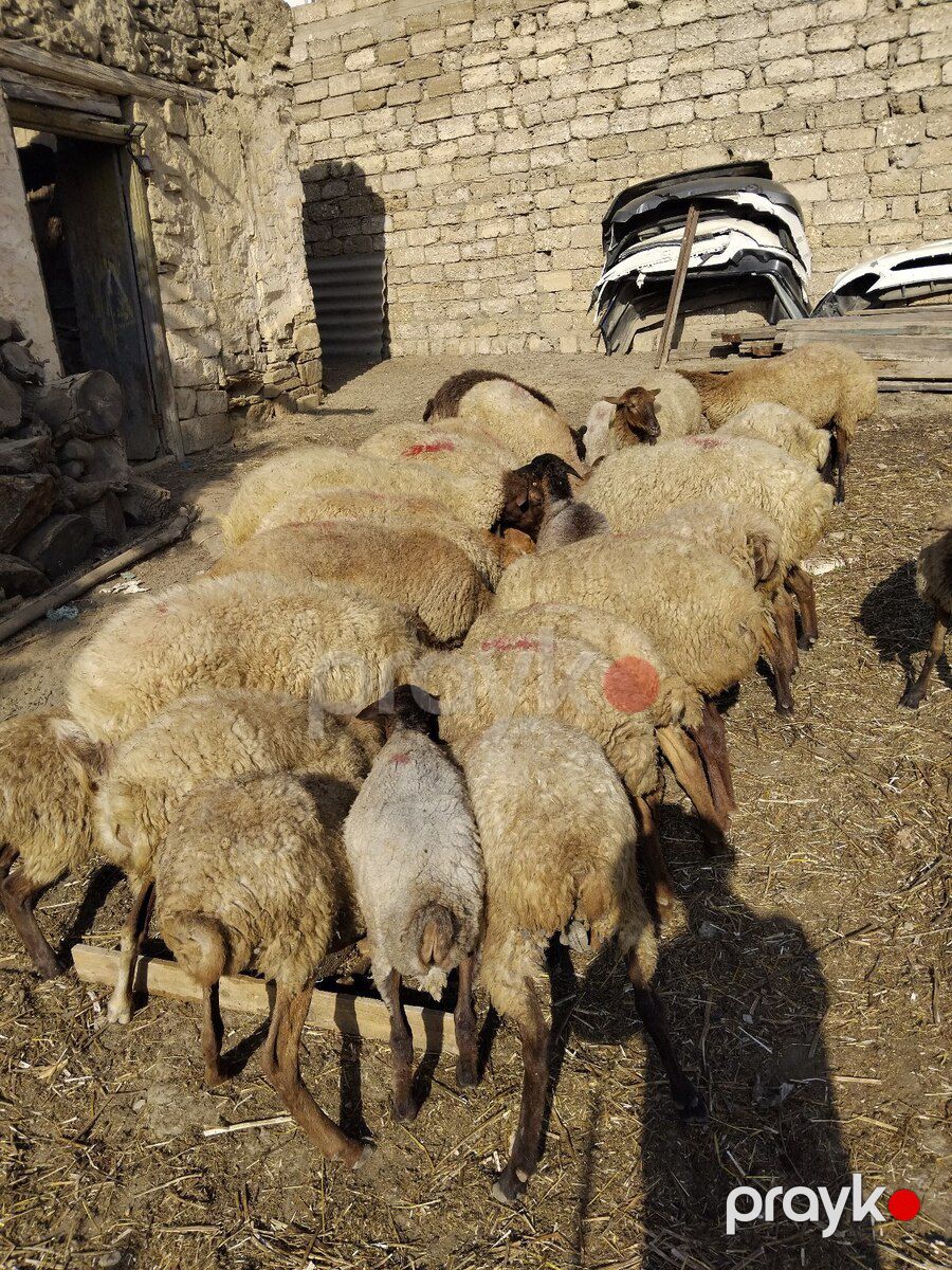 Qoyunlar — Kənd təsərrüfatı heyvanları, Bakı (4)
