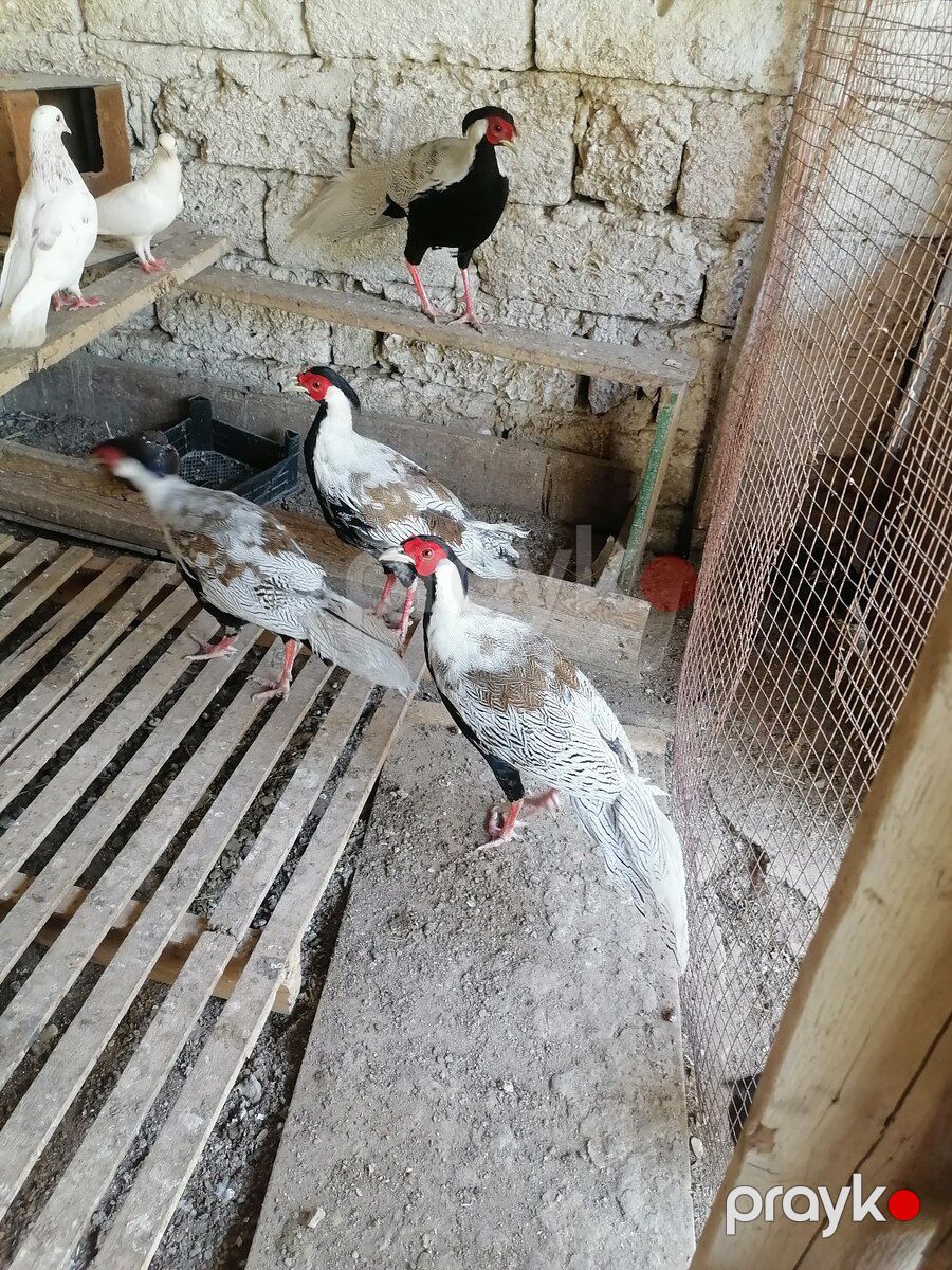 Qırqovul — Quşlar, Bakı (2)