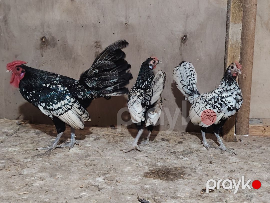 Sibrayt toyuqlar — Quşlar, Bakı (6)