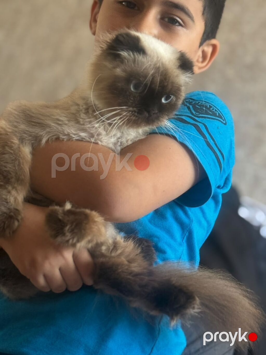 Siam — Pişiklər, Bakı (2)
