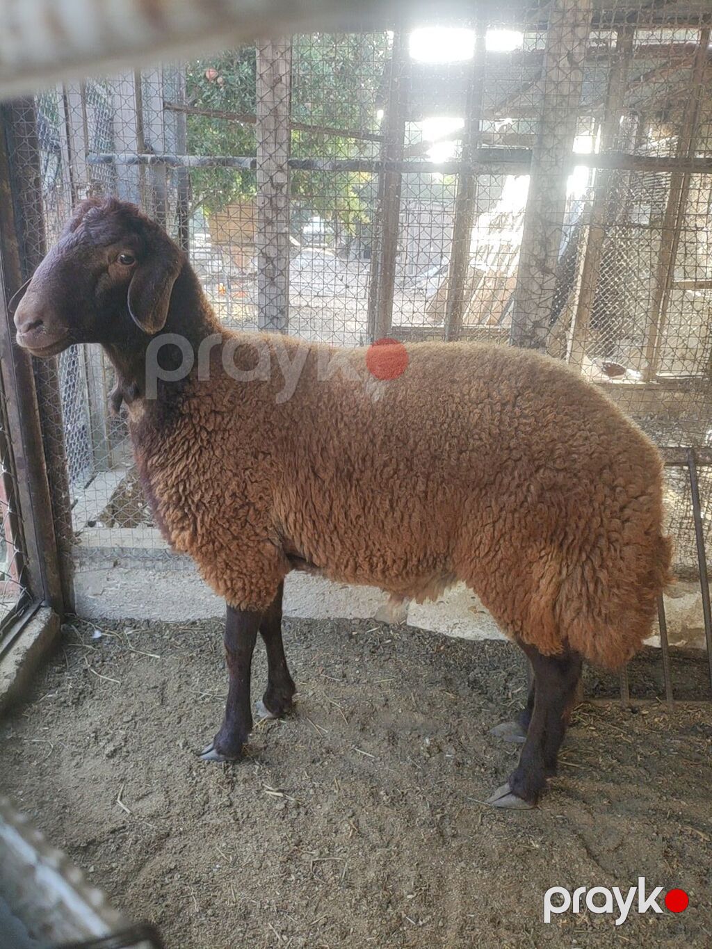 Qala cinsi Erkey toglu — Kənd təsərrüfatı heyvanları, Digah (4)