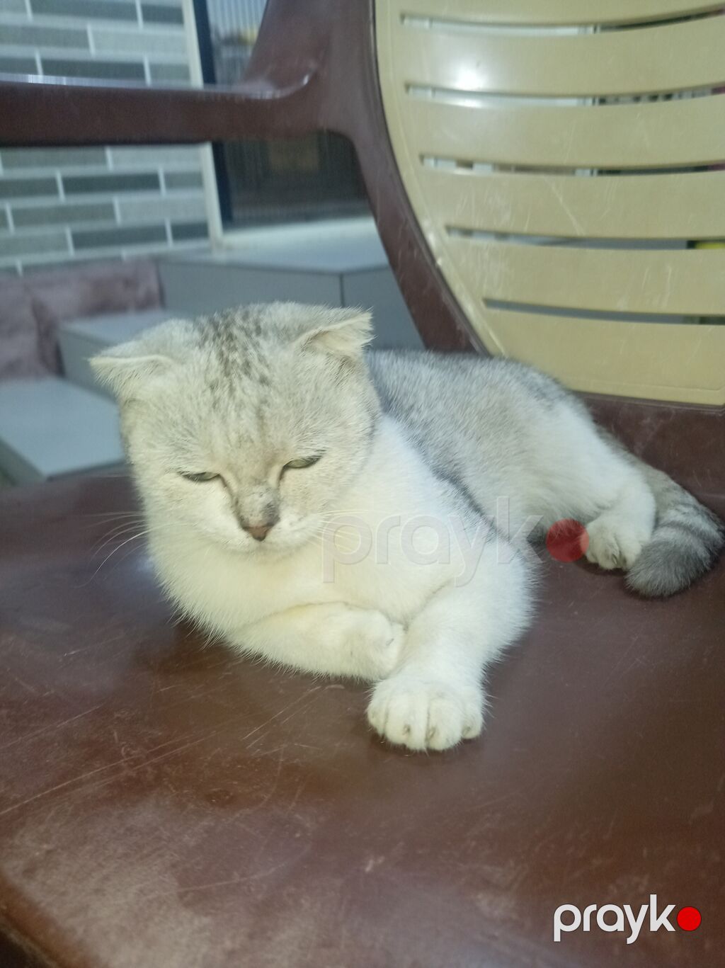 Şotland — Pişiklər, Bakı (2)