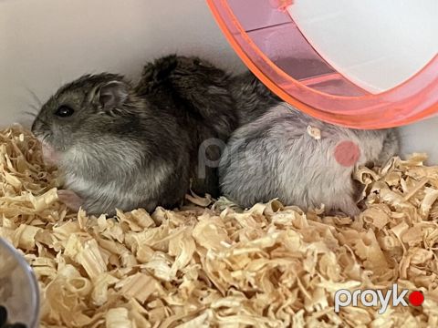 Cırtdan hamsterlər – ailəvi ev heyvanı - Növ: Cırtdan (dwarf) — Xırdalan
