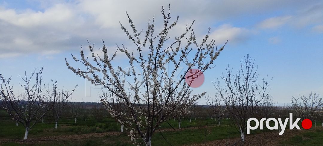 400 sot torpaq sahəsi, Şabran r — Torpaq, Şabran (4)
