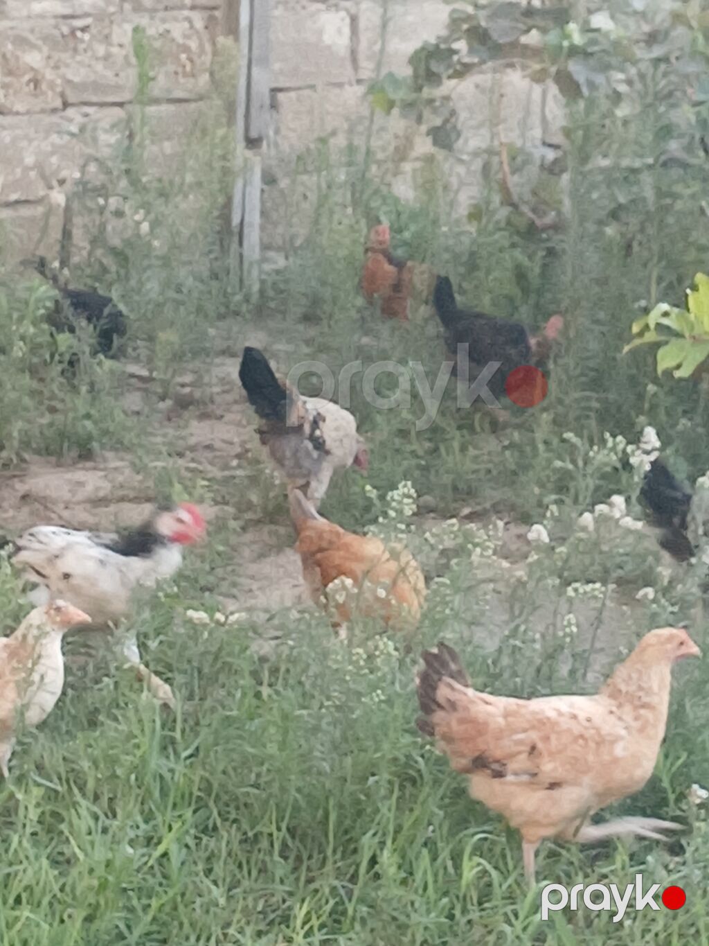 Toyuq, Ətlik, Ünvandan götürmə — Toyuq və xoruz, Bakı (5)