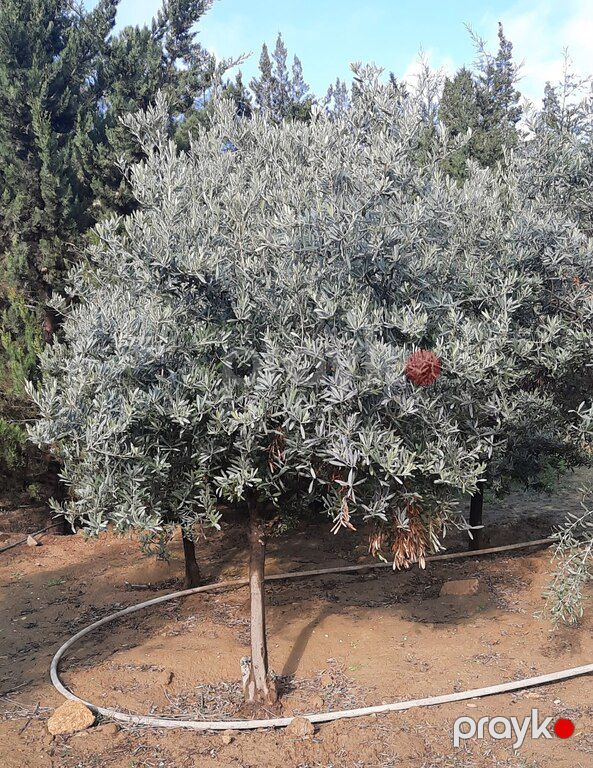 Zeytun ağacı — Bitkilər, Bakı (8)