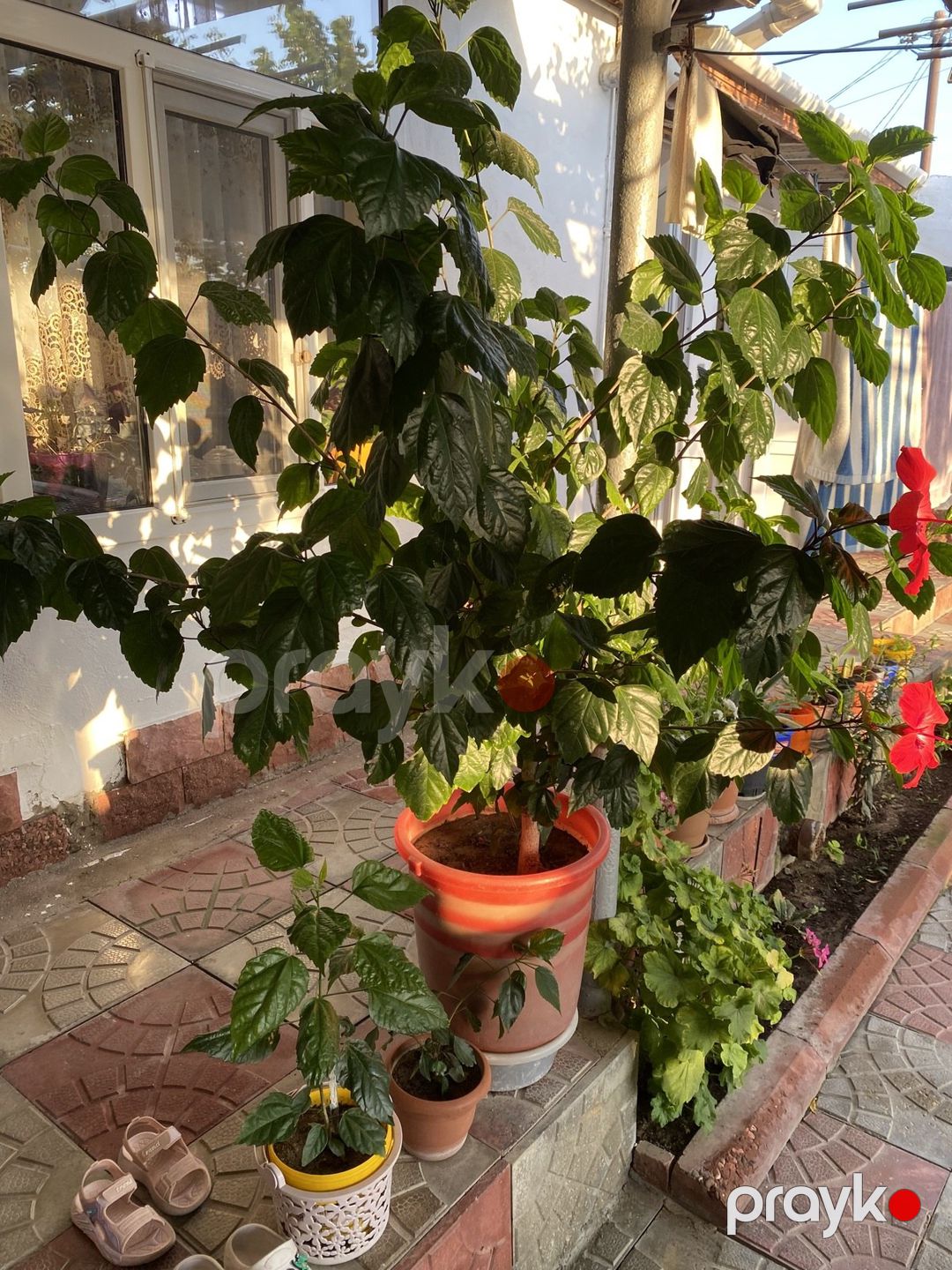Çin qızılgülü — Bitkilər, Bakı (5)
