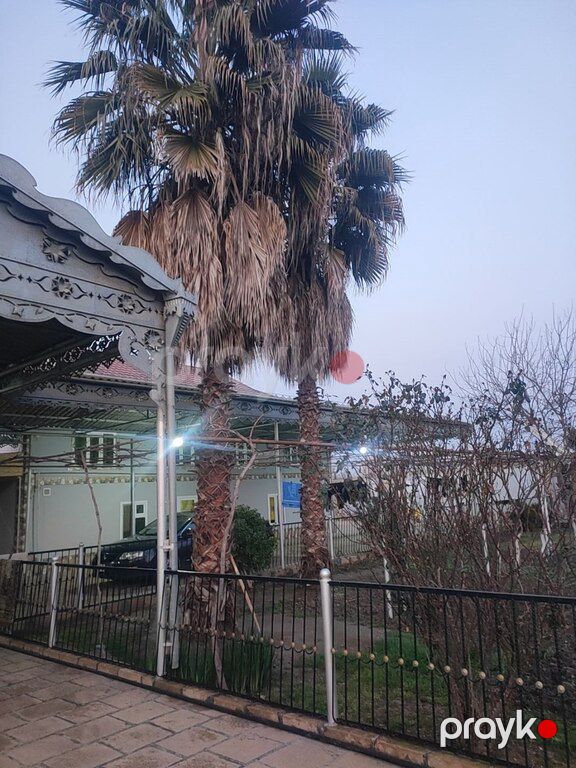 Palma ağacları — Bitkilər, Masallı (7)