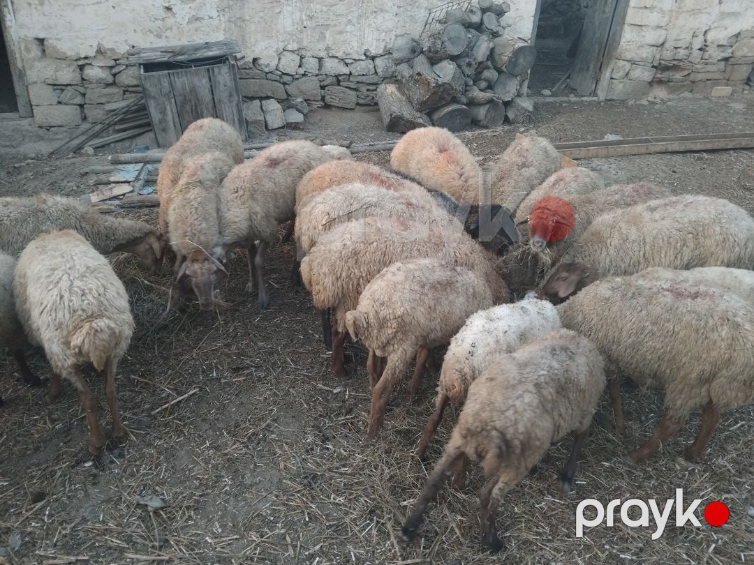 Qoyunlar — Kənd təsərrüfatı heyvanları, Bakı (2)
